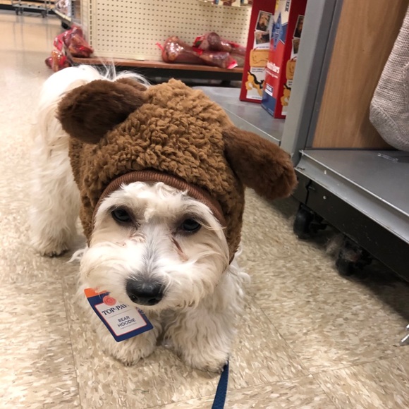 Meet your Posher, Quinn - Picture 1 of 1